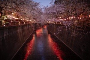 中目黒の桜　夜